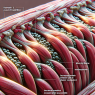 Muscle fiber hypertrophy with halotestin